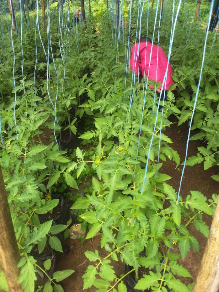Récolte de la tomate cobra 26 sur la parcelle de TP