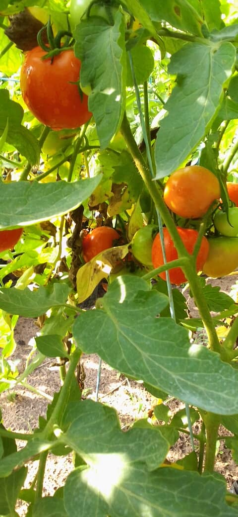 Tomates en maturité site TP